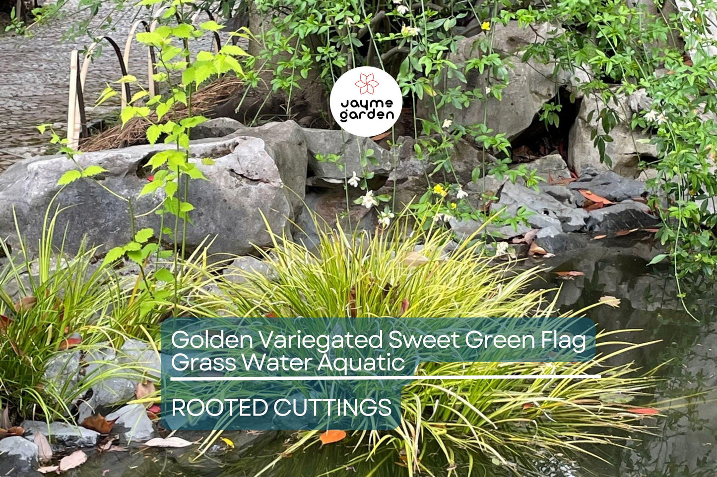 Golden Variegated Sweet Flag Grass - Acorus Gramineus Ogon - Potted Aquatic Pond Plant, Bright Yellow Foliage