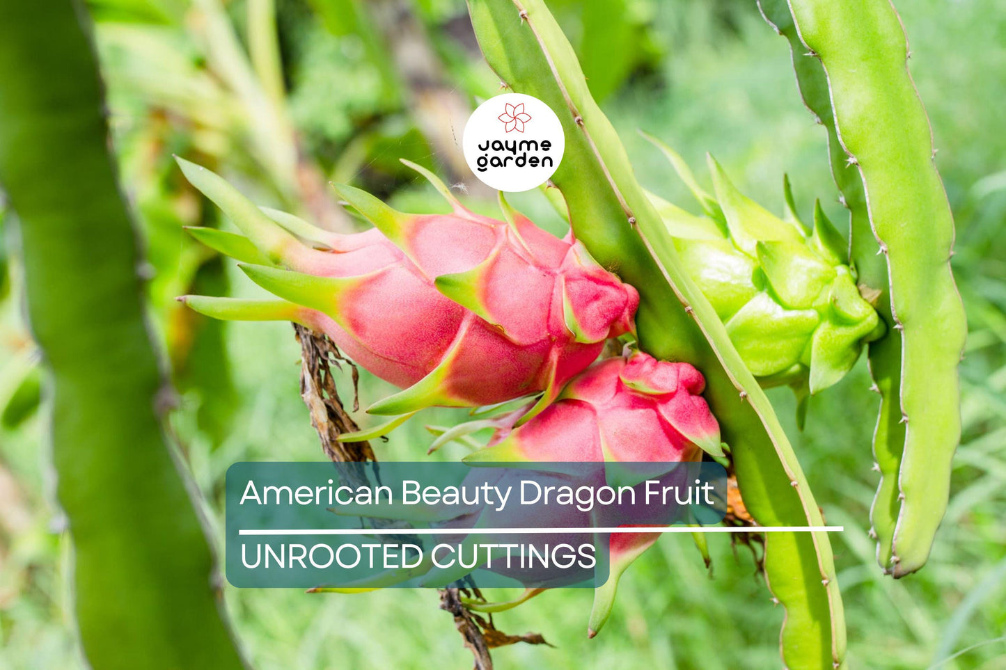 3 American Beauty Dragon Fruit Cuttings - 8-10” Fresh Cuttings, Red Flesh, Self-Pollinating - Ready to Plant