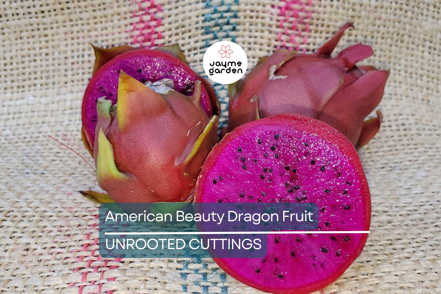 3 American Beauty Dragon Fruit Cuttings - 8-10” Fresh Cuttings, Red Flesh, Self-Pollinating - Ready to Plant