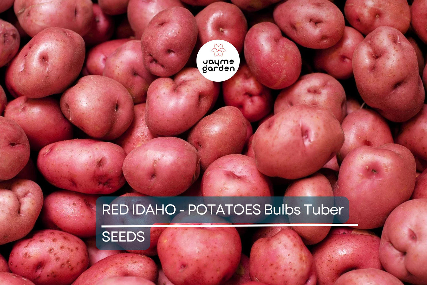 12 Red Idaho Seed Potatoes - Organic, Ready to Grow - Rich in Vitamins, Perfect for Home Gardens