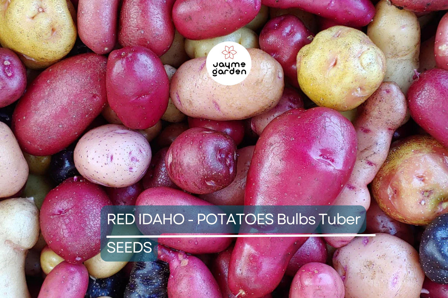 12 Red Idaho Seed Potatoes - Organic, Ready to Grow - Rich in Vitamins, Perfect for Home Gardens