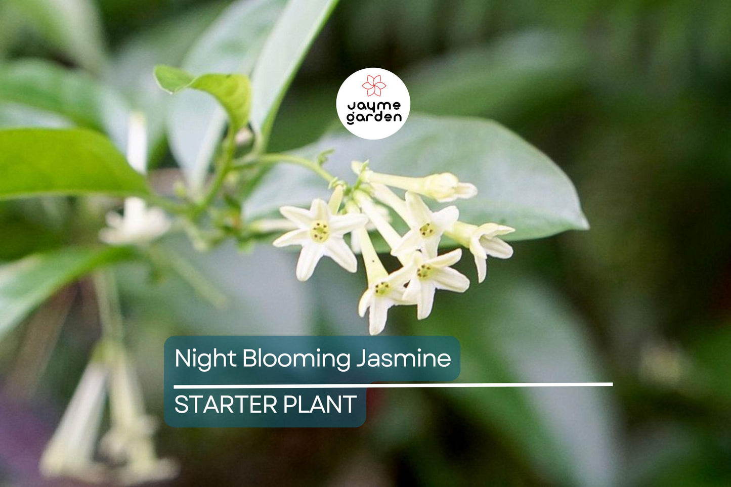 Night Blooming Jasmine - Cestrum Nocturnum - 6-10” Tall Potted Live Plant, Fragrant Flowers, Perfect for Gardens