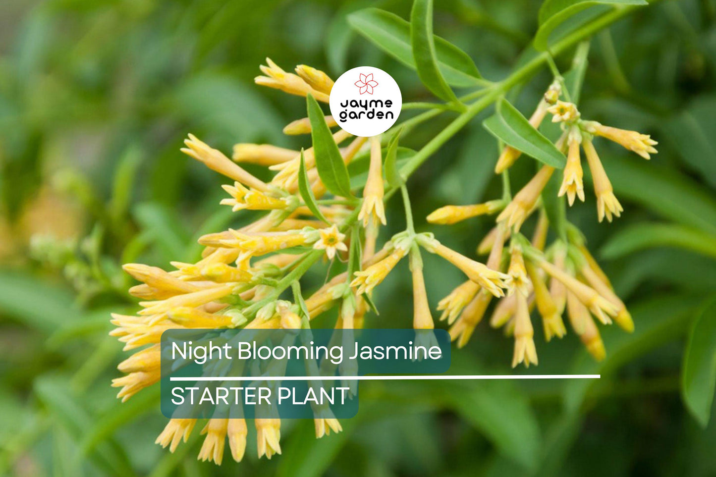 Night Blooming Jasmine - Cestrum Nocturnum - 6-10” Tall Potted Live Plant, Fragrant Flowers, Perfect for Gardens