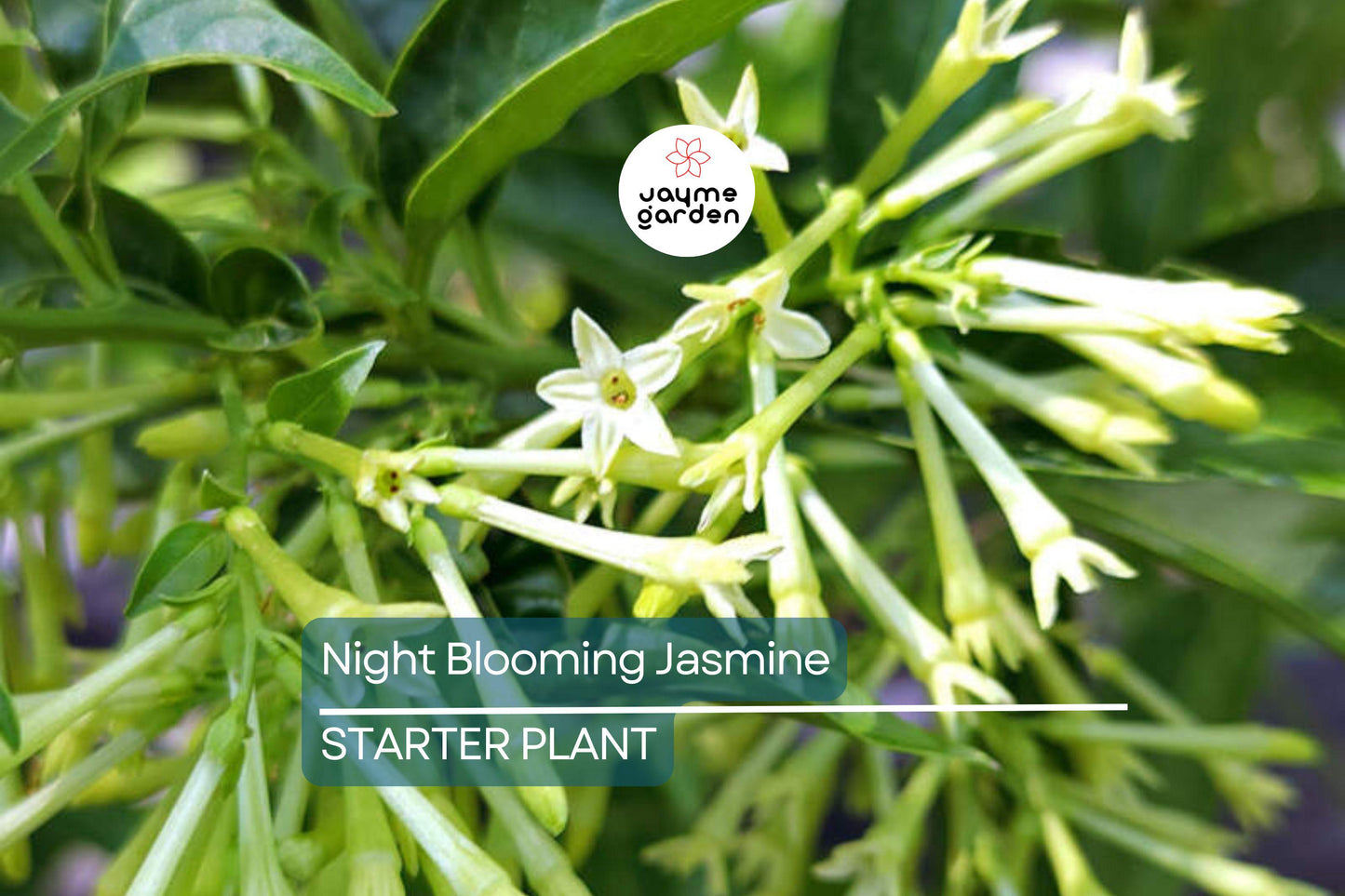 Night Blooming Jasmine - Cestrum Nocturnum - 6-10” Tall Potted Live Plant, Fragrant Flowers, Perfect for Gardens