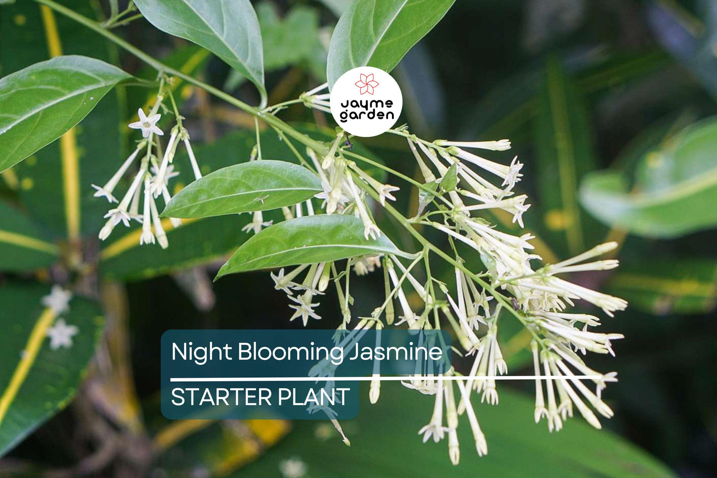 Night Blooming Jasmine - Cestrum Nocturnum - 6-10” Tall Potted Live Plant, Fragrant Flowers, Perfect for Gardens
