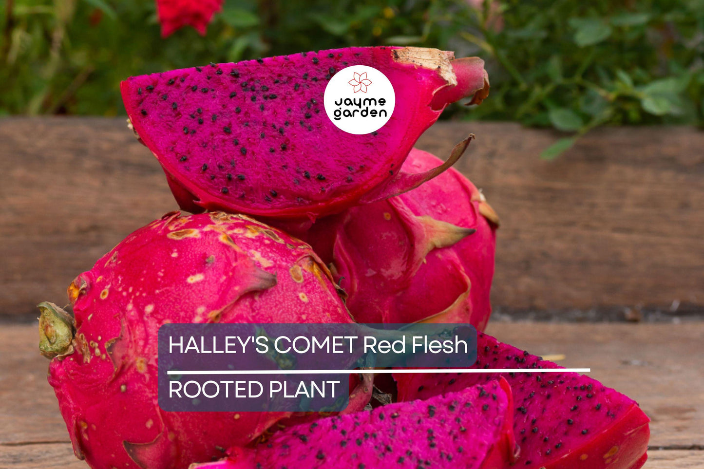Halley’s Comet Dragon Fruit - Hylocereus Undatus - Red Flesh, Rooted Plant 4-7”, Full Sun, Hardy to 32 F, Perfect for Home Gardens