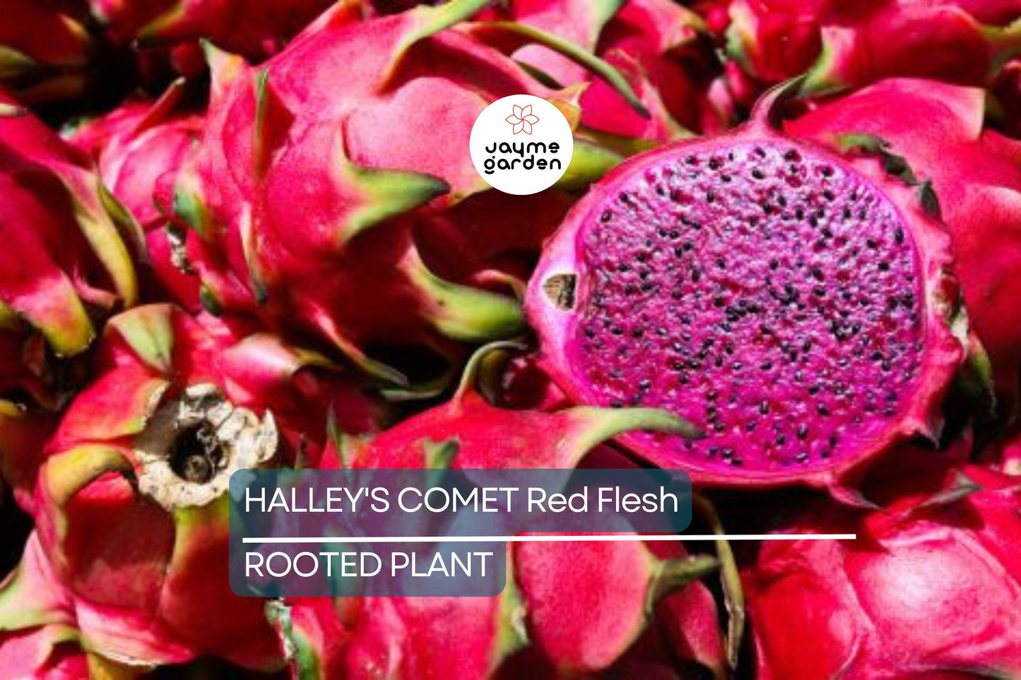 Halley’s Comet Dragon Fruit - Hylocereus Undatus - Red Flesh, Rooted Plant 4-7”, Full Sun, Hardy to 32 F, Perfect for Home Gardens