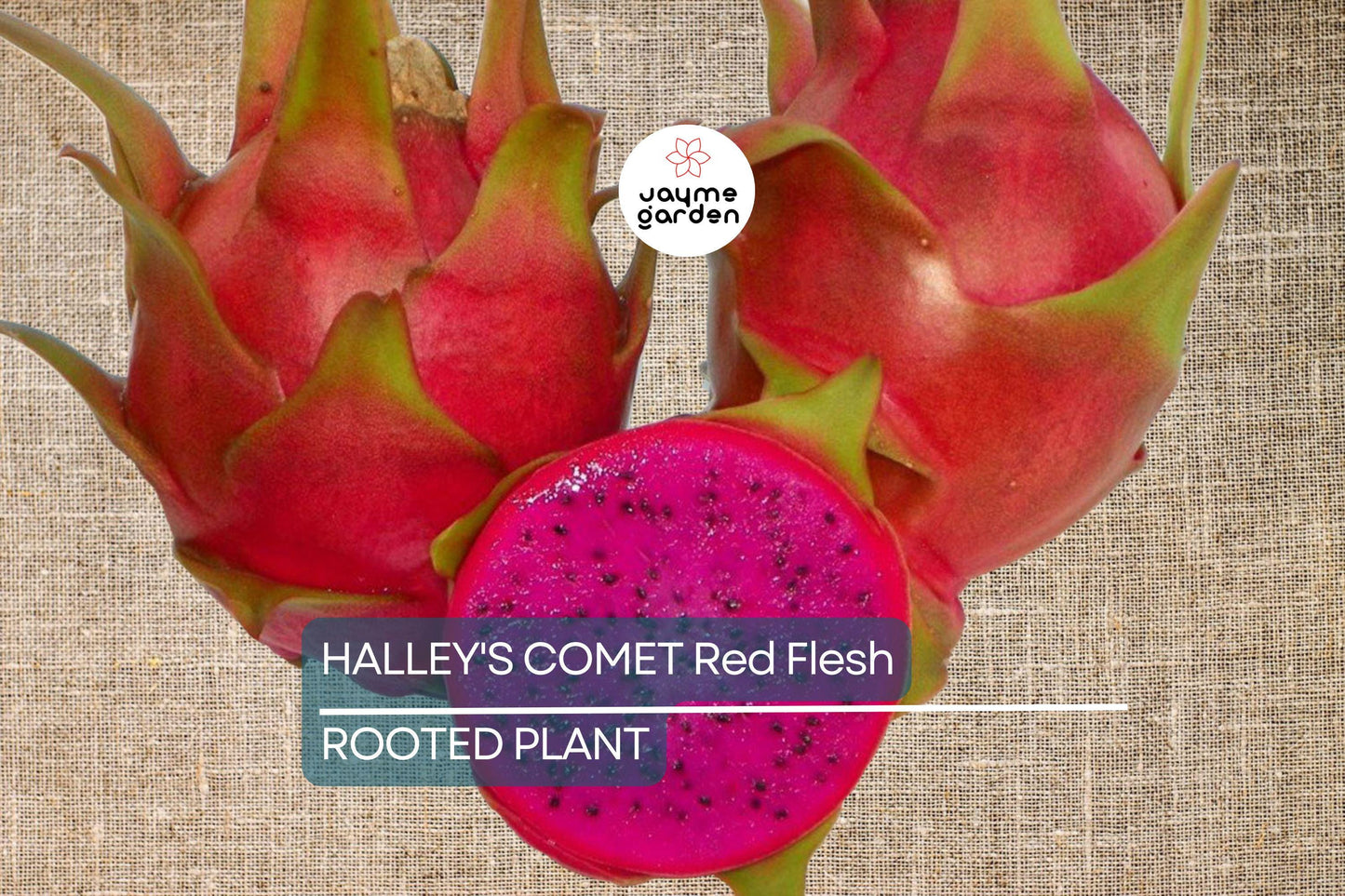 Halley’s Comet Dragon Fruit - Hylocereus Undatus - Red Flesh, Rooted Plant 4-7”, Full Sun, Hardy to 32 F, Perfect for Home Gardens