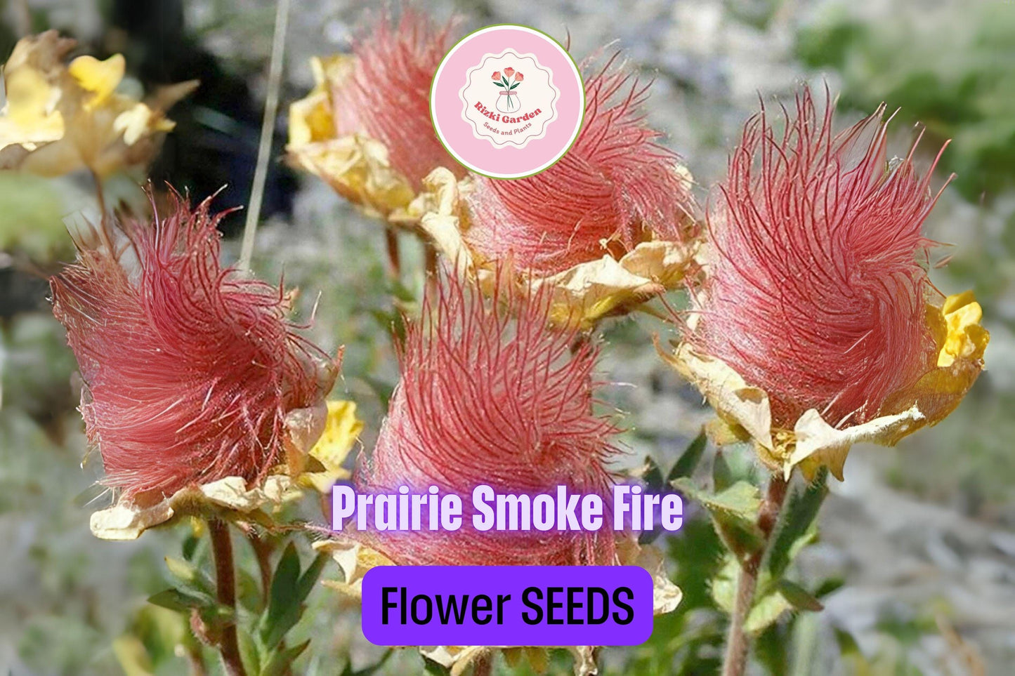 20 Prairie Smoke Fire Flower Seeds – Geum triflorum – Rare Wildflower Seeds for Garden – Unique Feather-Like Blooms