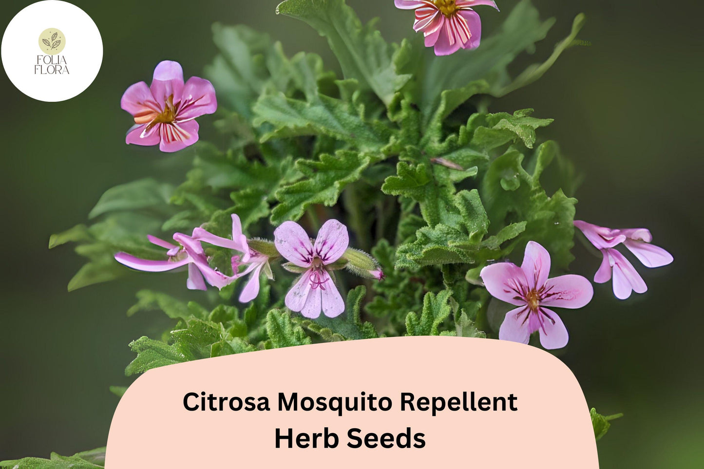 Citrosa Geranium Seeds (Pelargonium citrosum) | 25+ Seeds | Natural Mosquito Repellent & Fragrant Garden Plant