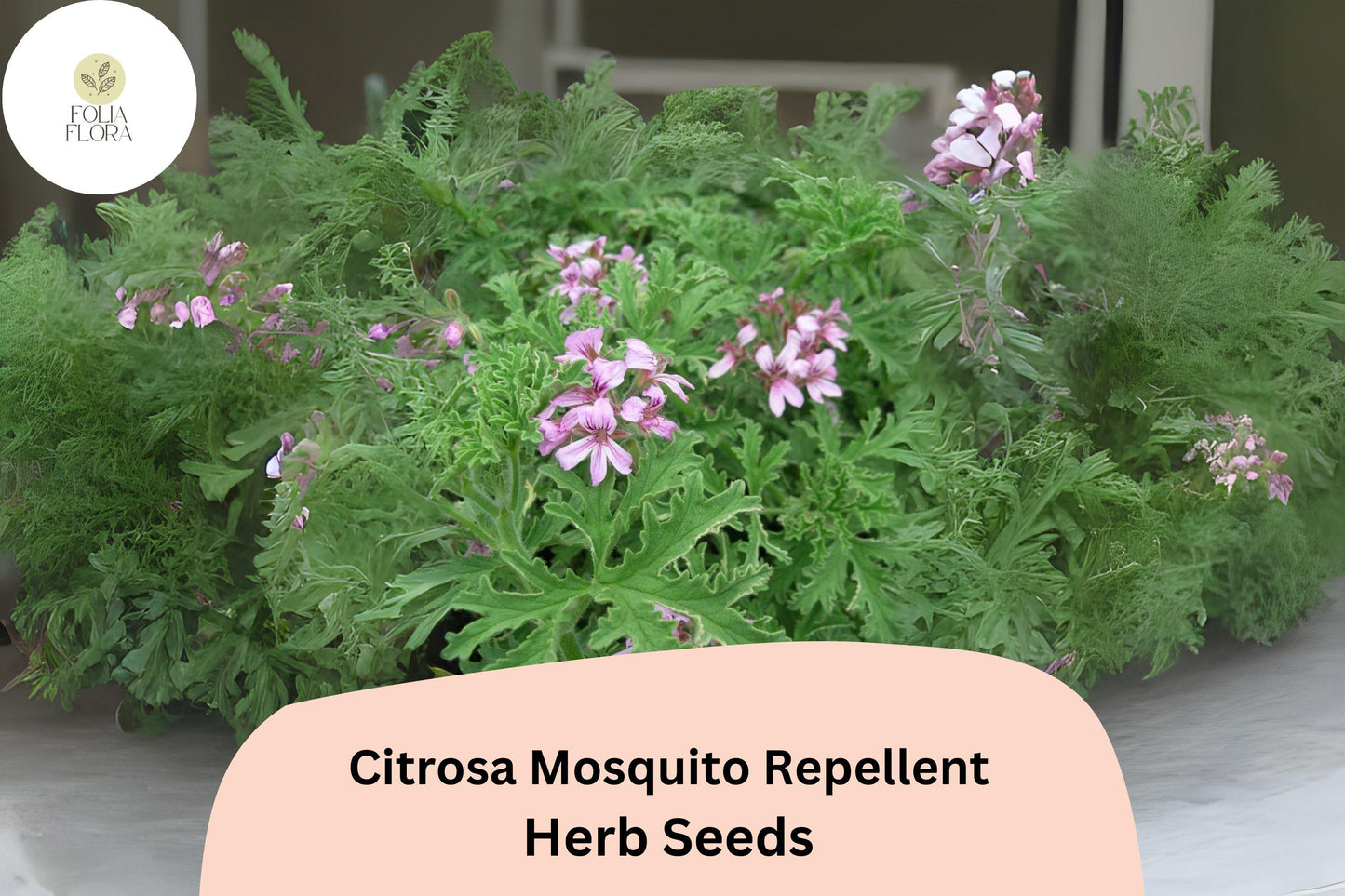 Citrosa Geranium Seeds (Pelargonium citrosum) | 25+ Seeds | Natural Mosquito Repellent & Fragrant Garden Plant