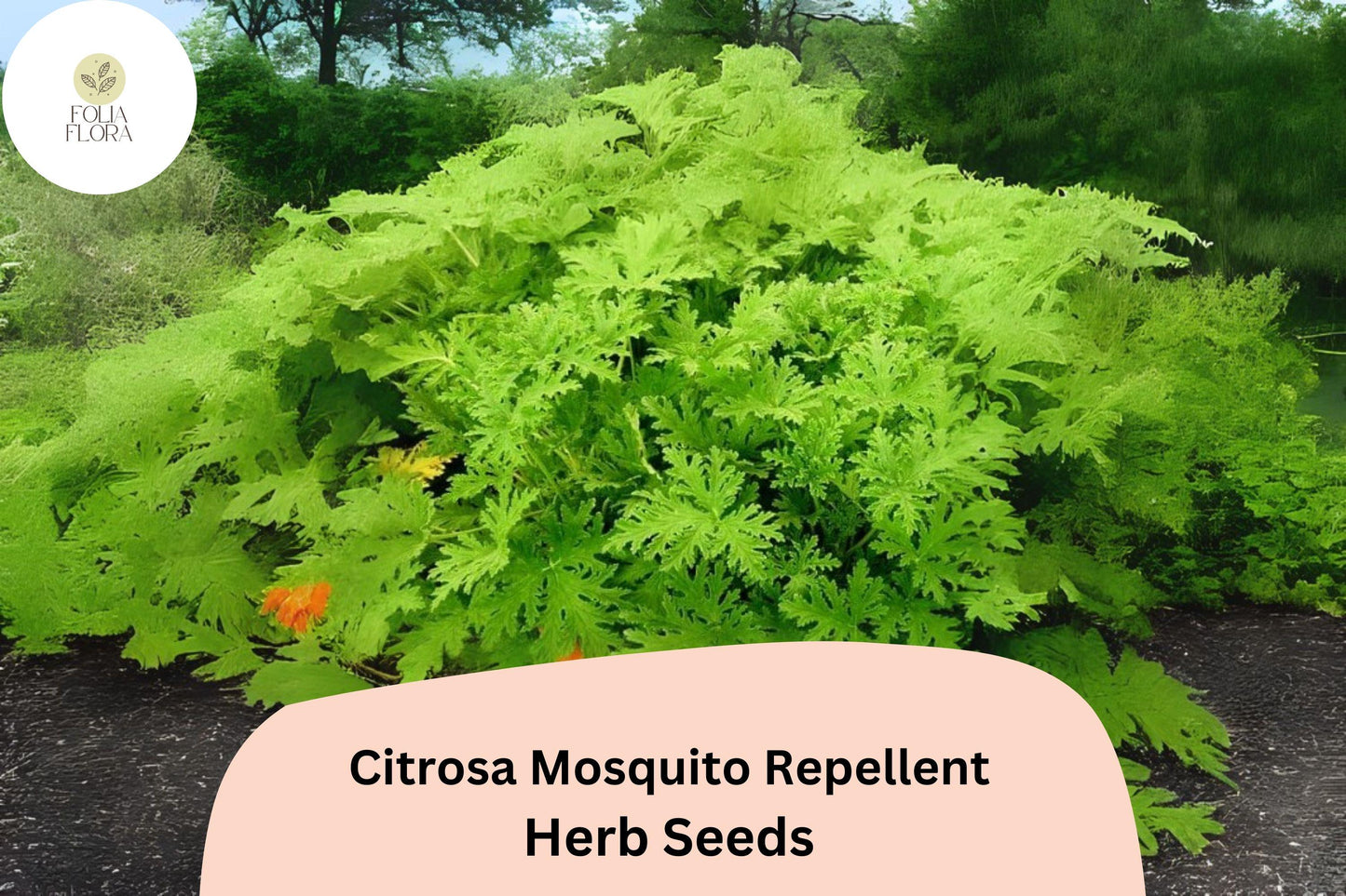 Citrosa Geranium Seeds (Pelargonium citrosum) | 25+ Seeds | Natural Mosquito Repellent & Fragrant Garden Plant