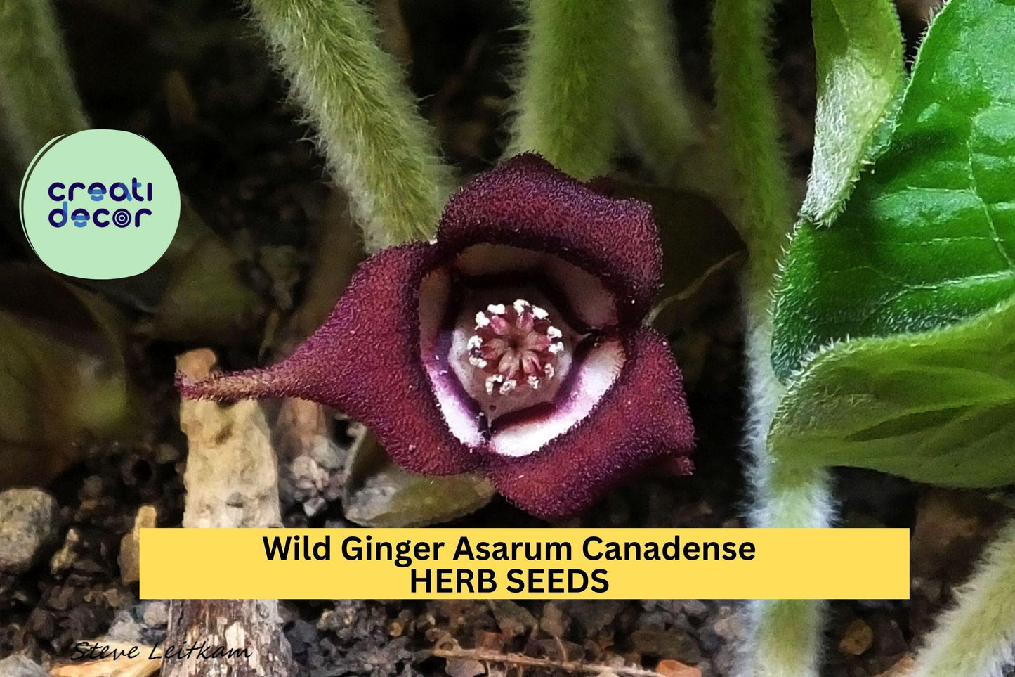 Wild Ginger Seeds – Asarum canadense – 100mg for Planting, Native Groundcover, Heart-Shaped Leaves, Shade-Loving Woodland Plant