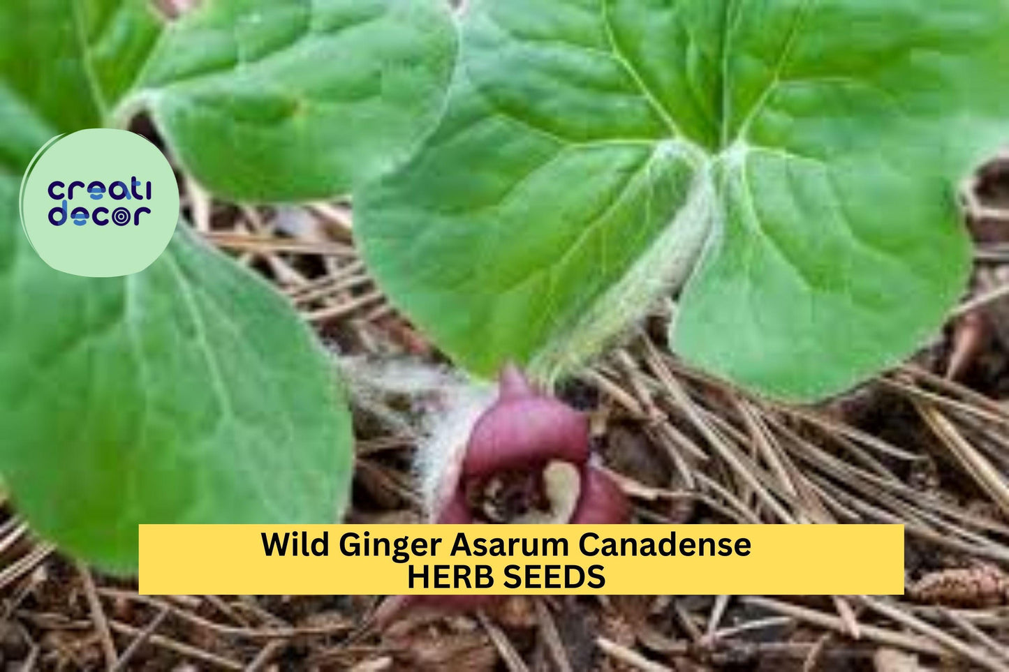 Wild Ginger Seeds – Asarum canadense – 100mg for Planting, Native Groundcover, Heart-Shaped Leaves, Shade-Loving Woodland Plant