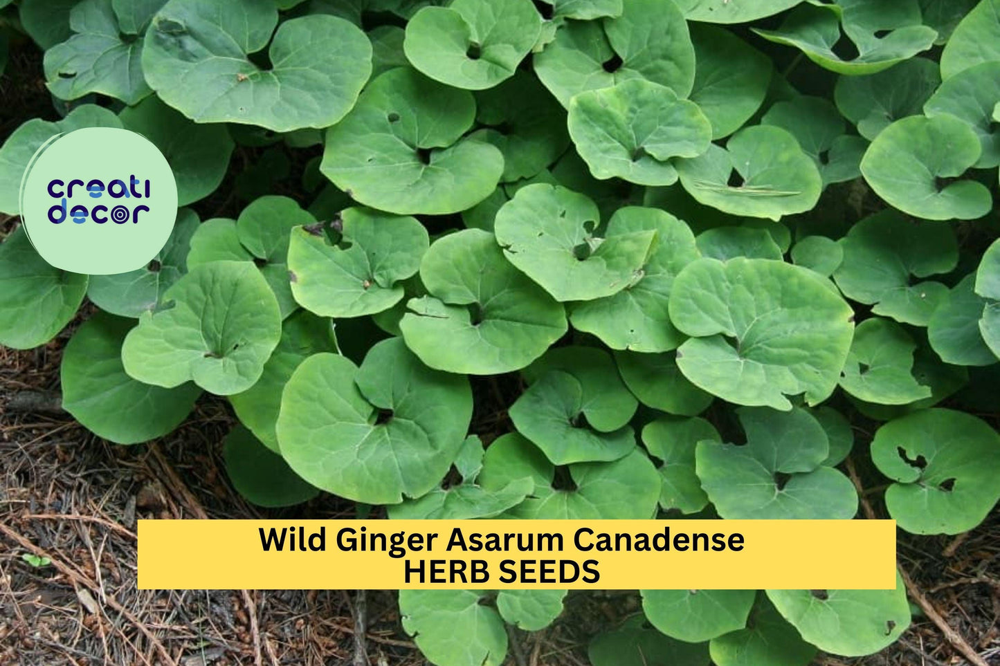 Wild Ginger Seeds – Asarum canadense – 100mg for Planting, Native Groundcover, Heart-Shaped Leaves, Shade-Loving Woodland Plant