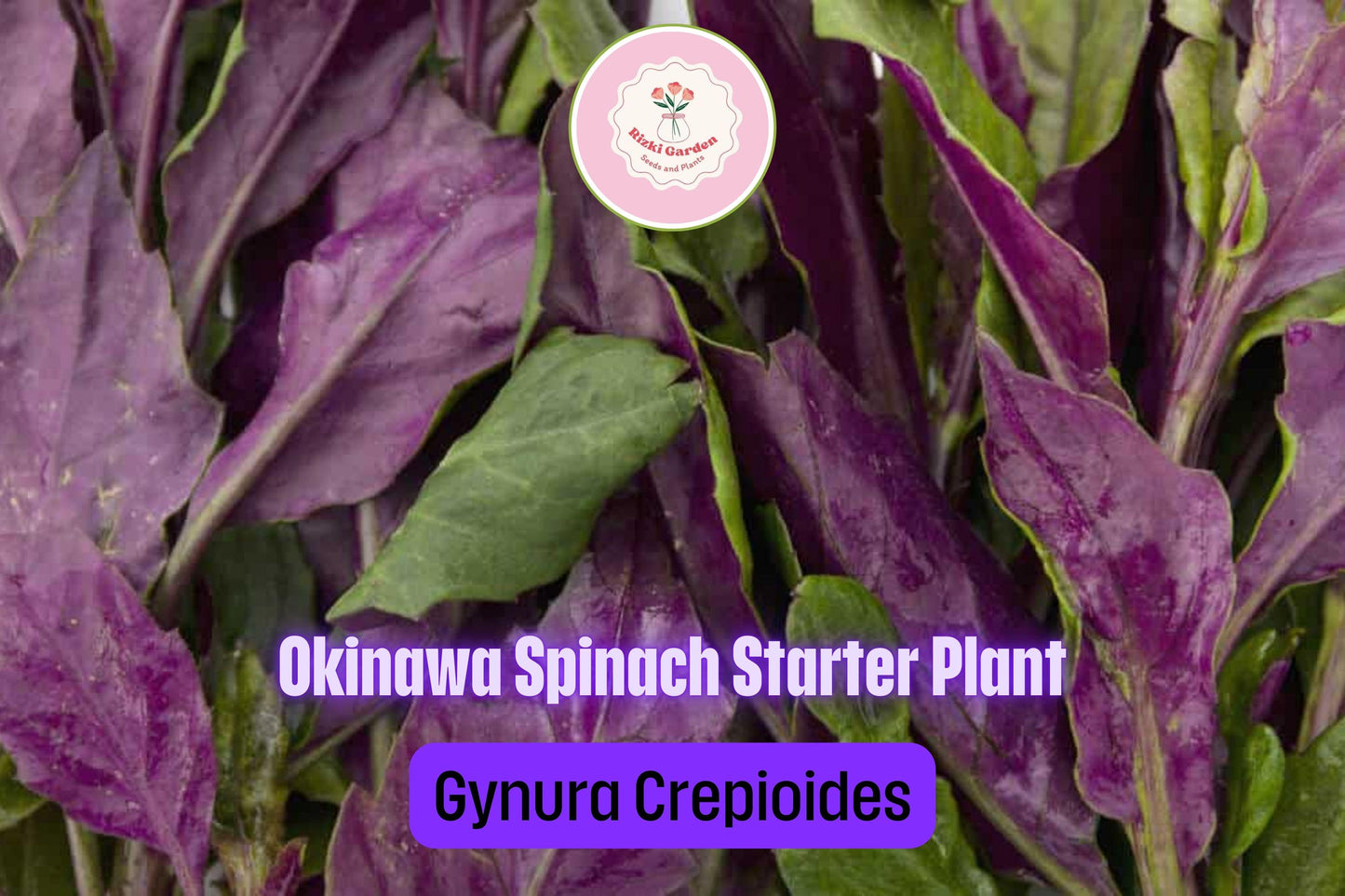 3 Okinawa Spinach Plants - Gynura crepioides | Live Starter Perennial | Edible Garden Green for Warm Climates & Containers