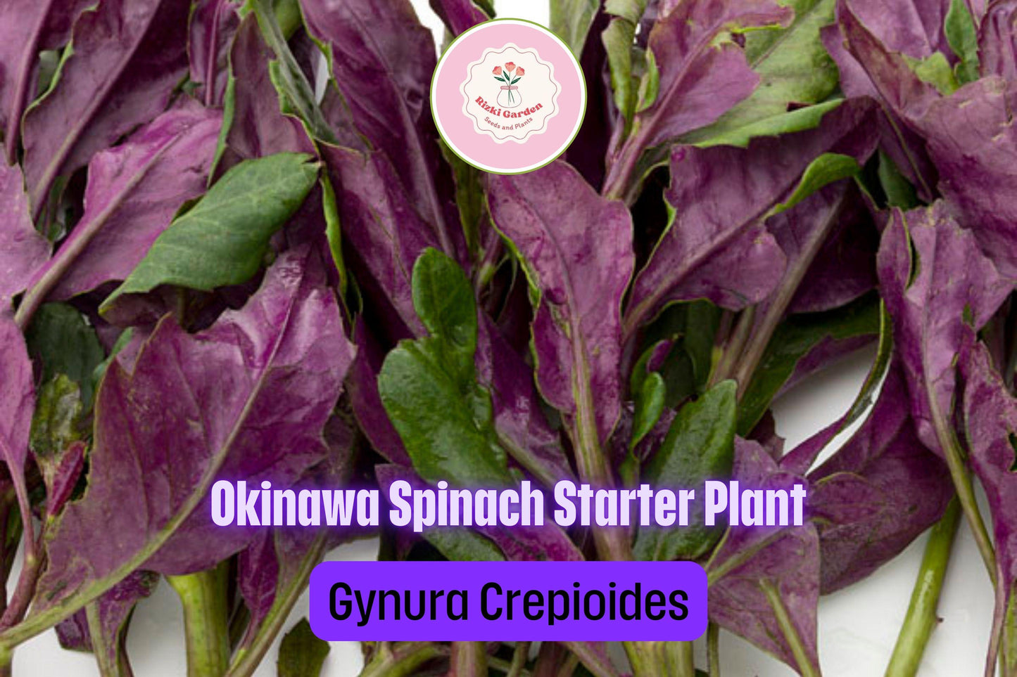 3 Okinawa Spinach Plants - Gynura crepioides | Live Starter Perennial | Edible Garden Green for Warm Climates & Containers