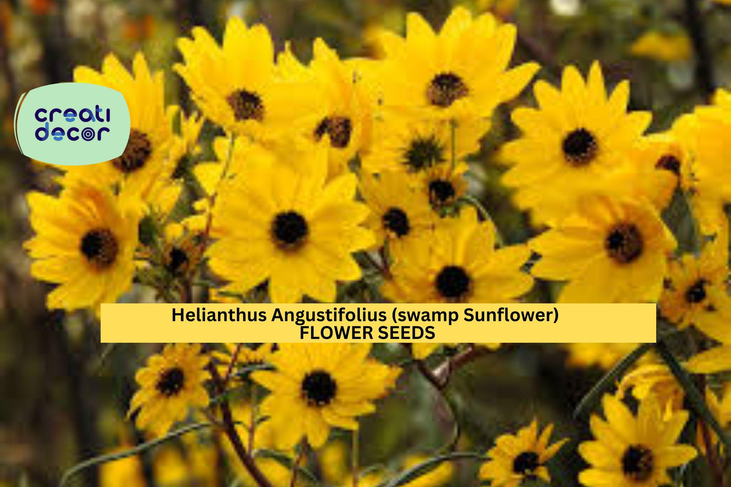 Swamp Sunflower Seeds – Helianthus angustifolius – 250mg for Planting, Native Tall Wildflower, Bright Yellow Blooms, Pollinator Friendly