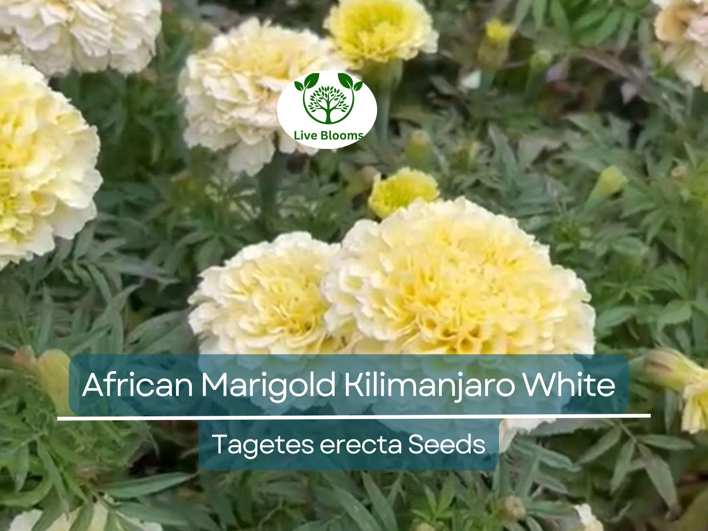 50 Seeds African Marigold Kilimanjaro White – Tall, Creamy Flowers, Non-GMO, Vibrant, Easy to Grow, Perfect for Garden & Cut Flowers