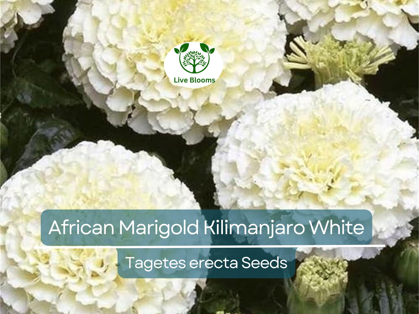 50 Seeds African Marigold Kilimanjaro White – Tall, Creamy Flowers, Non-GMO, Vibrant, Easy to Grow, Perfect for Garden & Cut Flowers