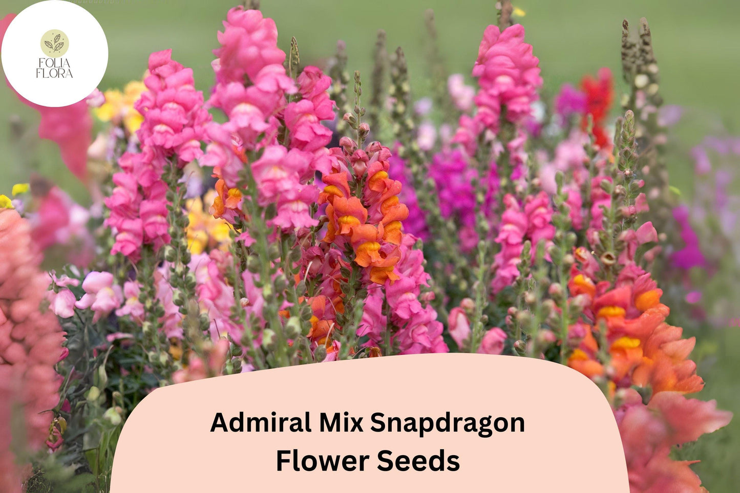 Admiral Mix Snapdragon Seeds (Antirrhinum majus) | 1000+ Seeds | Vibrant Blooms for Garden & Borders