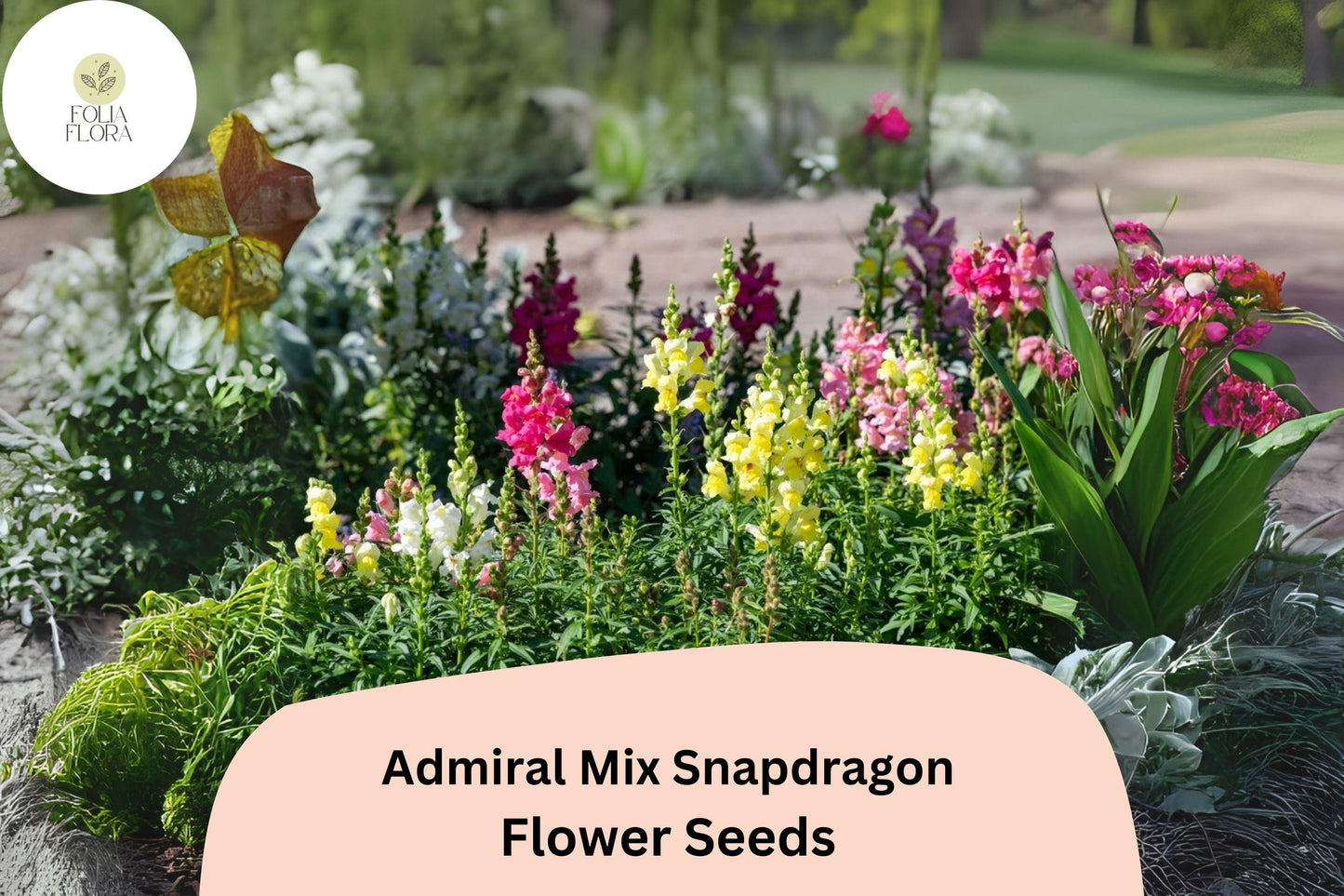 Admiral Mix Snapdragon Seeds (Antirrhinum majus) | 1000+ Seeds | Vibrant Blooms for Garden & Borders