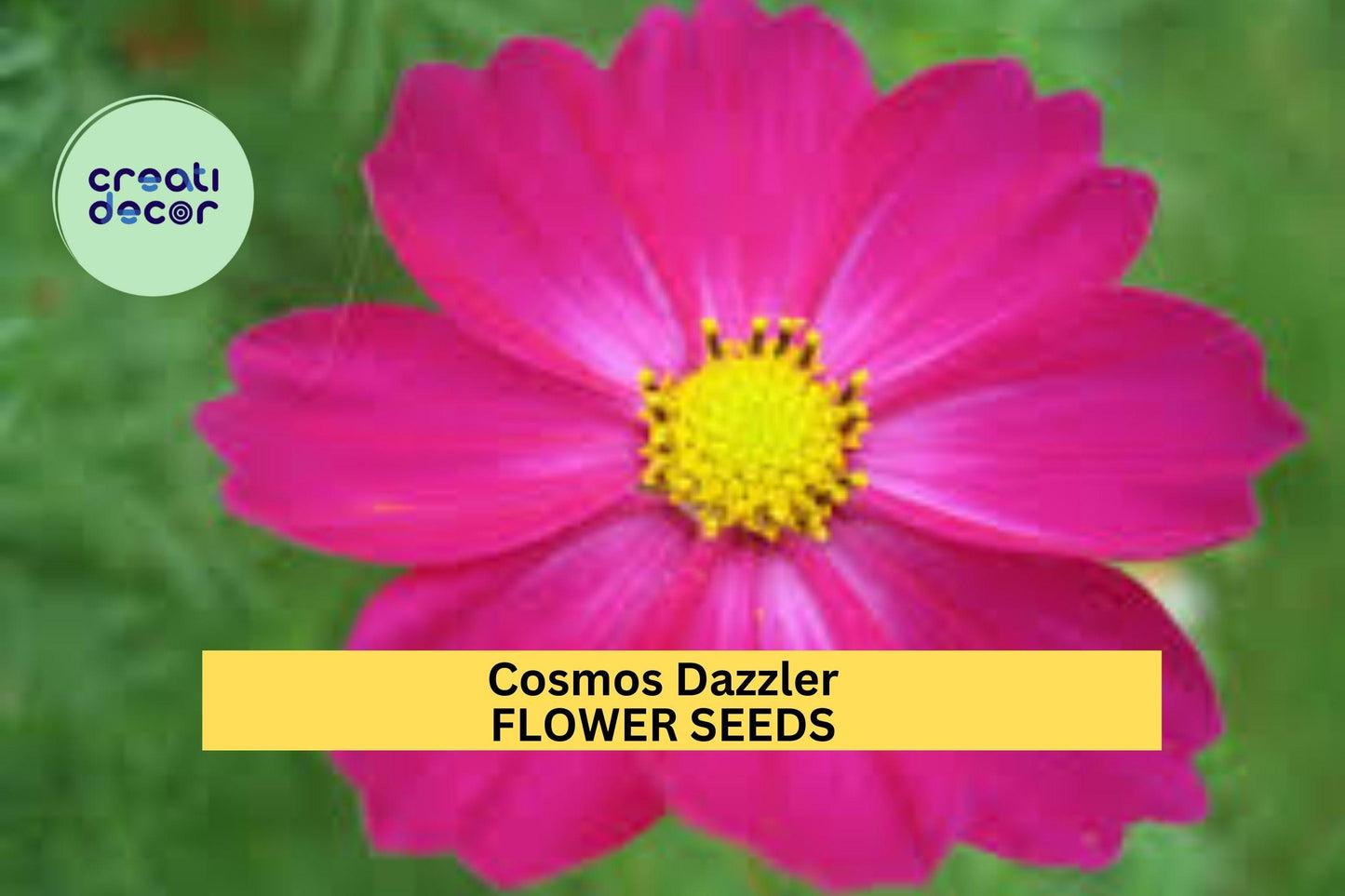 Cosmos Dazzler Seeds – 1g for Planting, Deep Magenta Blooms, Annual Flower, Pollinator Friendly, Easy-Grow Cut Flower for Sunny Gardens