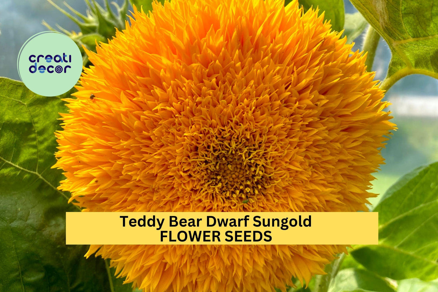 Teddy Bear Dwarf Sungold Sunflower Seeds – 1g for Planting, Compact Golden Blooms, Pollinator Flower, Easy-Grow Annual for Garden Beds