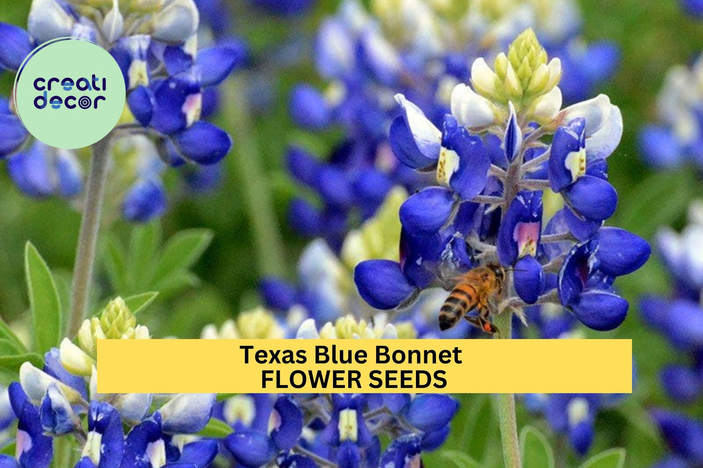 Texas Bluebonnet Seeds – Lupinus texensis – 1g for Planting, State Flower of Texas, Native Wildflower Blue Spring Bloom Pollinator Friendly