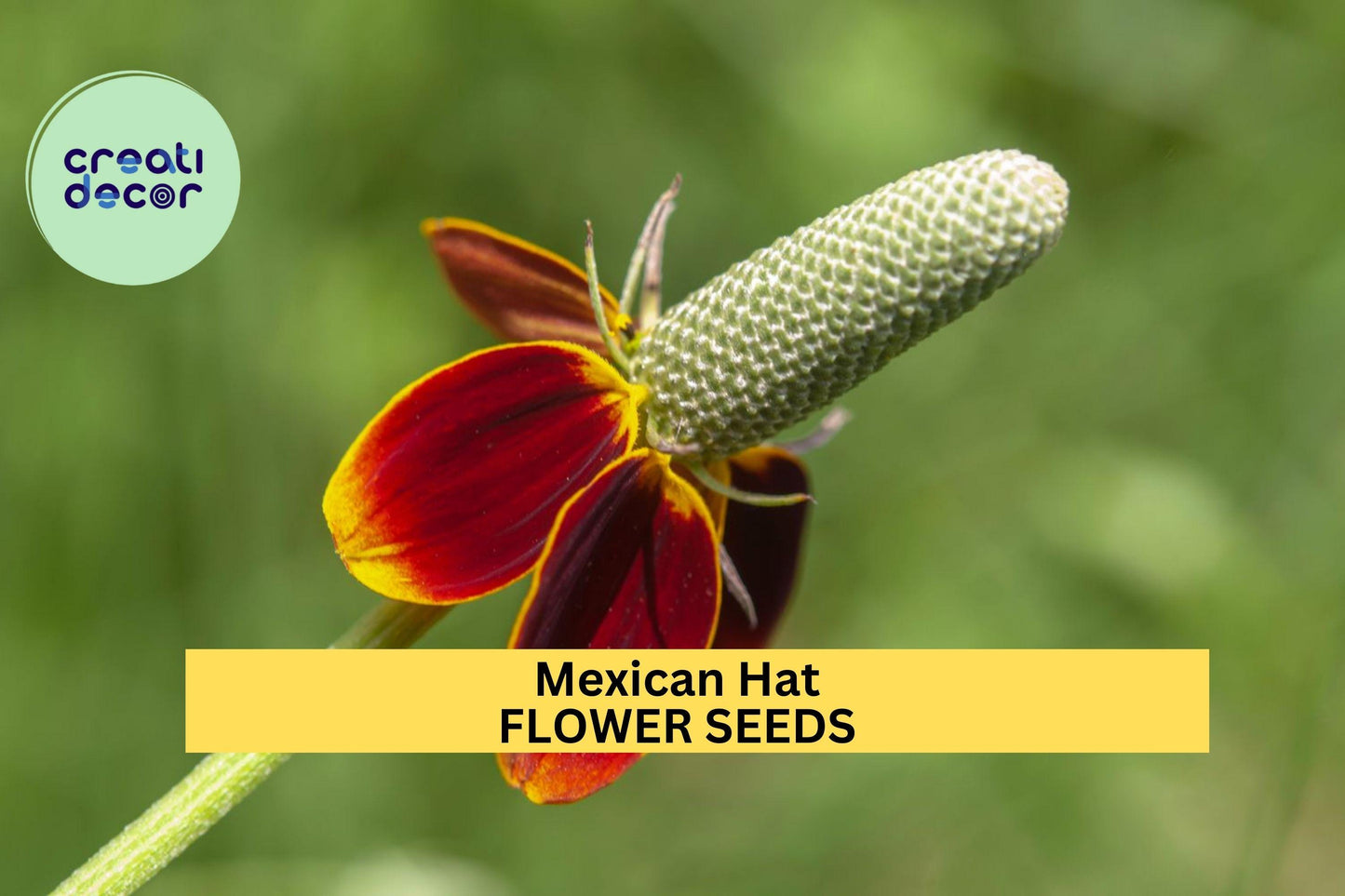 Mexican Hat Seeds – Ratibida columnifera – 100mg (~250 Seeds), Native Wildflower, Red & Yellow Blooms, Drought-Tolerant, Pollinator Friendly