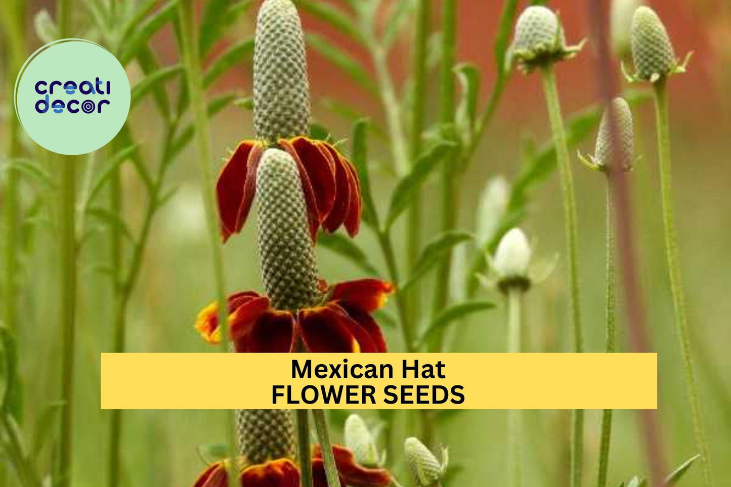 Mexican Hat Seeds – Ratibida columnifera – 100mg (~250 Seeds), Native Wildflower, Red & Yellow Blooms, Drought-Tolerant, Pollinator Friendly