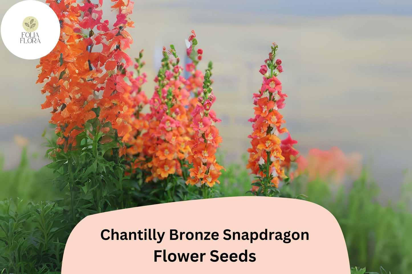 Chantilly Bronze Snapdragon Seeds (Antirrhinum majus) | 1000+ Seeds | Tall, Warm Bronze Blooms for Garden & Cut Flowers