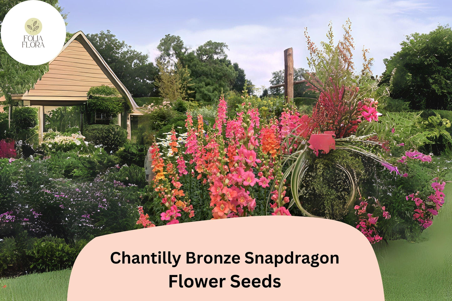Chantilly Bronze Snapdragon Seeds (Antirrhinum majus) | 1000+ Seeds | Tall, Warm Bronze Blooms for Garden & Cut Flowers