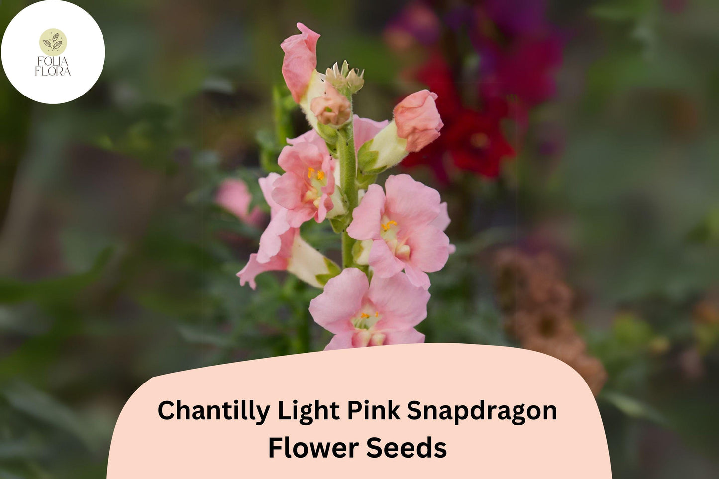 Chantilly Light Pink Snapdragon Seeds (Antirrhinum majus) | 1000+ Seeds | Tall, Soft Pink Blooms for Garden & Cut Flowers