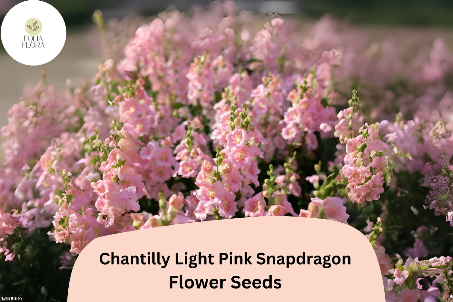 Chantilly Light Pink Snapdragon Seeds (Antirrhinum majus) | 1000+ Seeds | Tall, Soft Pink Blooms for Garden & Cut Flowers