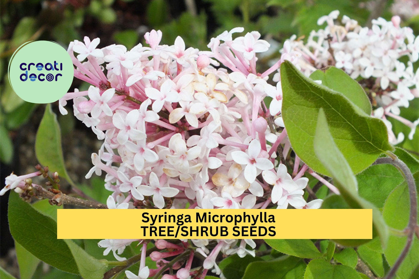 Syringa microphylla Seeds – Littleleaf Lilac Shrub – Fragrant Pink-Lilac Blooms, Ornamental Flowering Shrub, Compact, Cold-Hardy