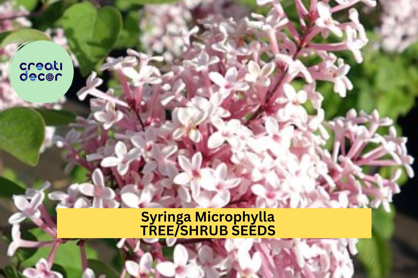Syringa microphylla Seeds – Littleleaf Lilac Shrub – Fragrant Pink-Lilac Blooms, Ornamental Flowering Shrub, Compact, Cold-Hardy