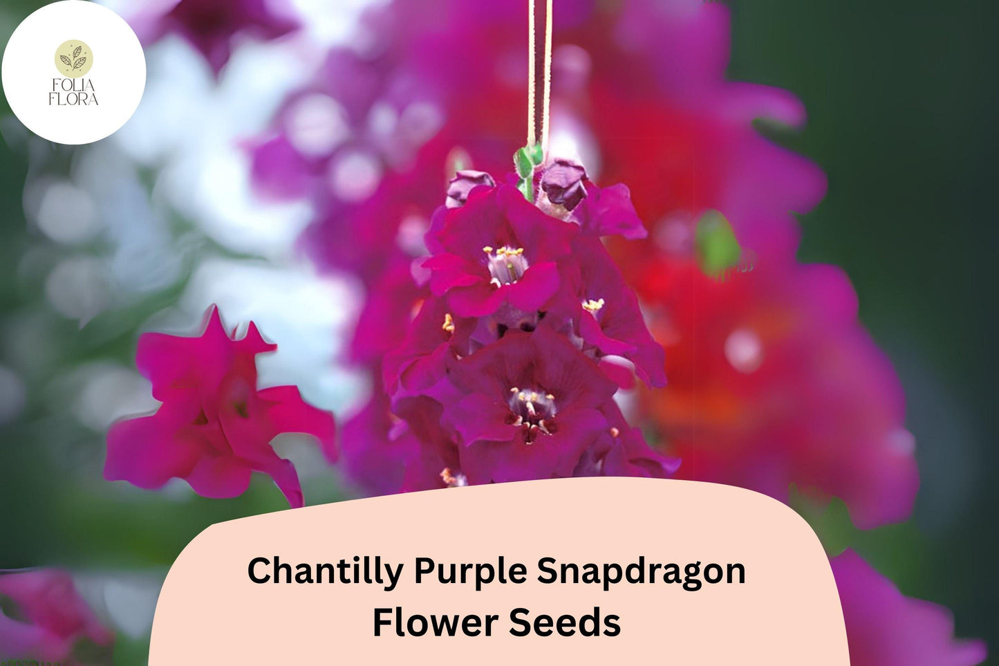 Chantilly Purple Snapdragon Seeds (Antirrhinum majus) | 1000+ Seeds | Tall, Fragrant Purple Blooms for Garden & Cut Flowers