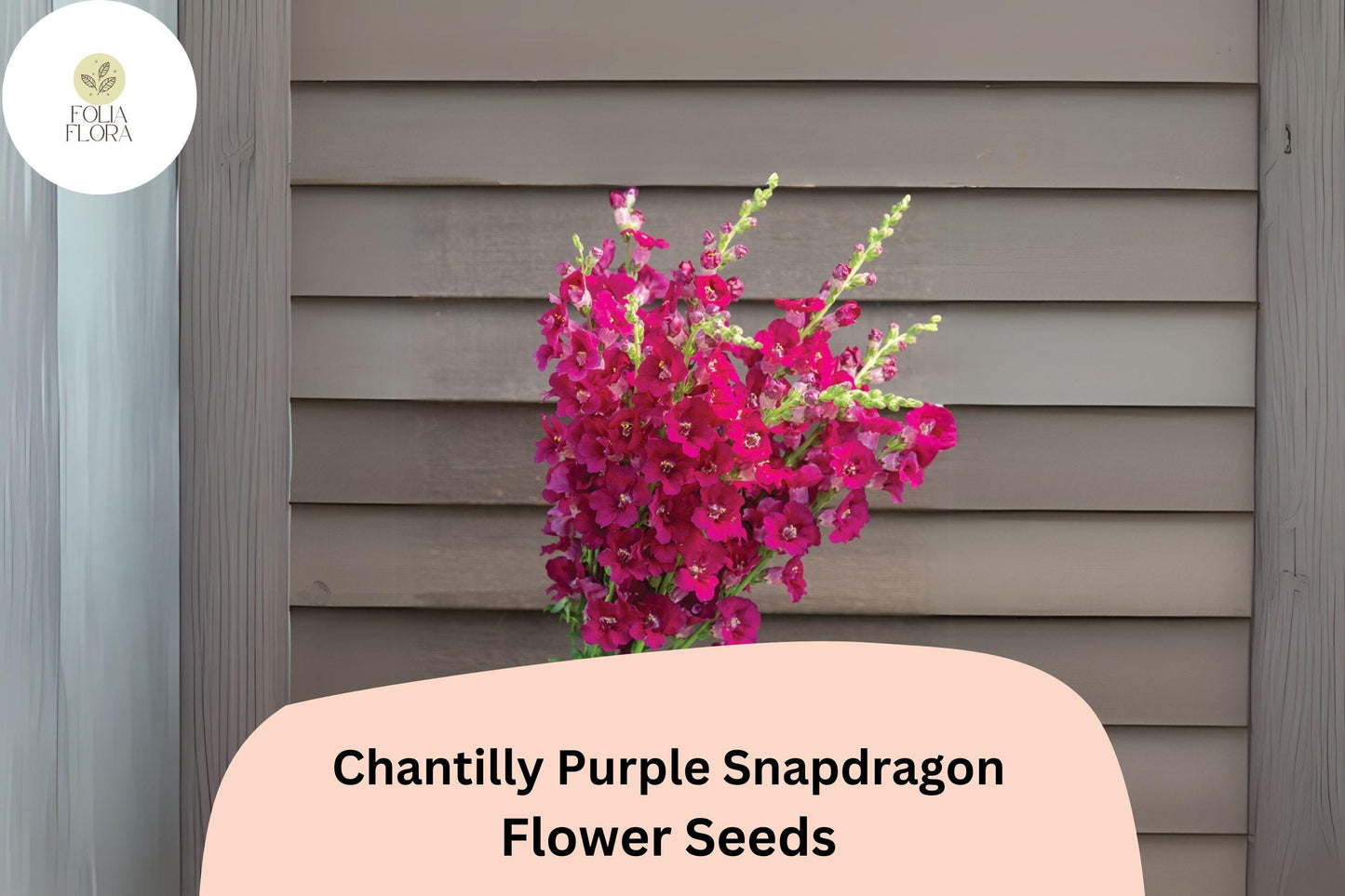 Chantilly Purple Snapdragon Seeds (Antirrhinum majus) | 1000+ Seeds | Tall, Fragrant Purple Blooms for Garden & Cut Flowers
