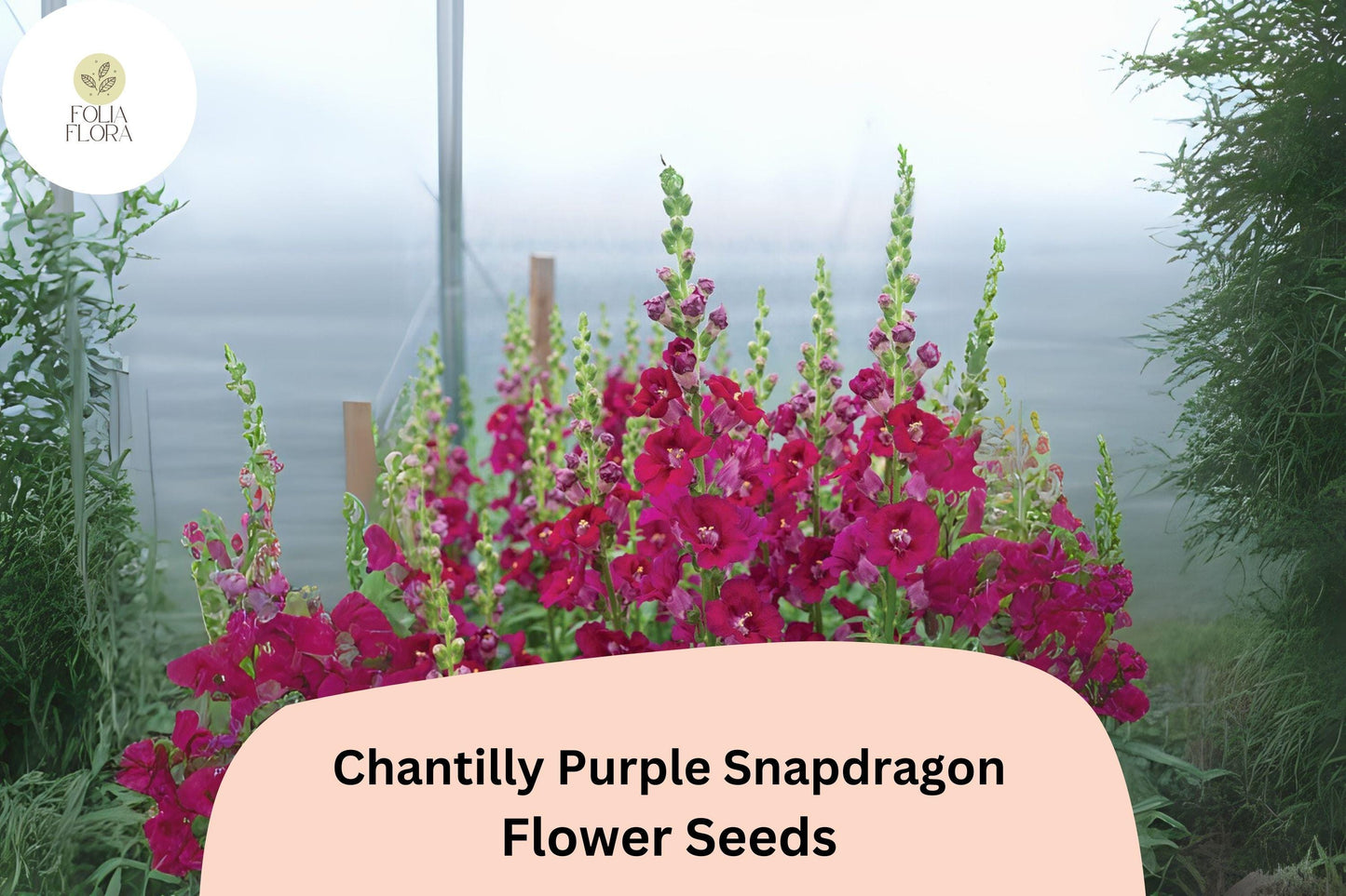 Chantilly Purple Snapdragon Seeds (Antirrhinum majus) | 1000+ Seeds | Tall, Fragrant Purple Blooms for Garden & Cut Flowers