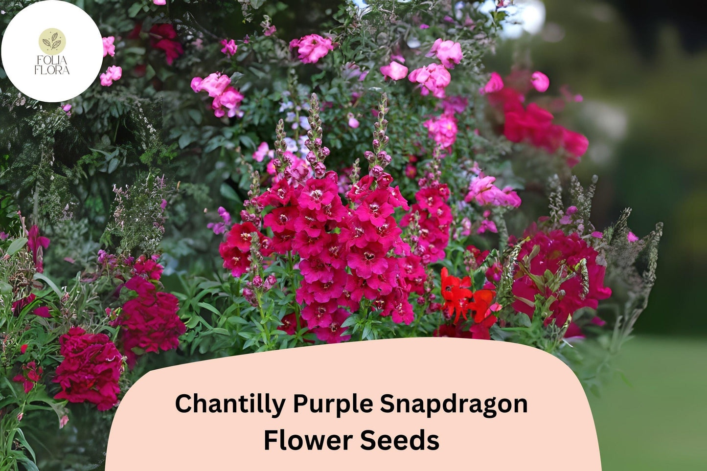 Chantilly Purple Snapdragon Seeds (Antirrhinum majus) | 1000+ Seeds | Tall, Fragrant Purple Blooms for Garden & Cut Flowers