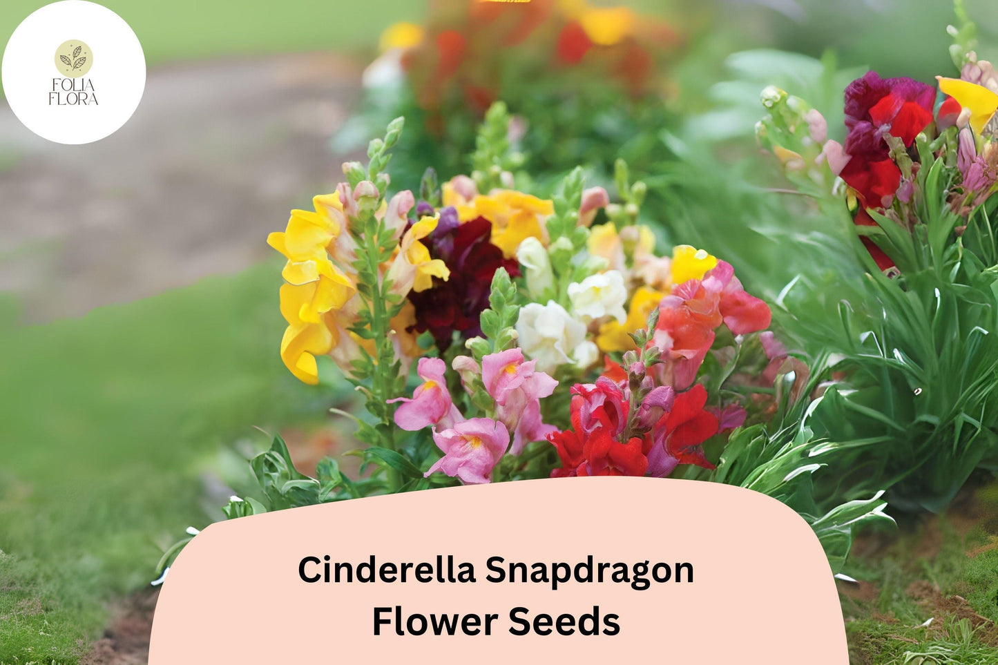 Cinderella Snapdragon Seeds (Antirrhinum majus) | 1000+ Seeds | Delicate Pastel Blooms for Garden & Cut Flowers