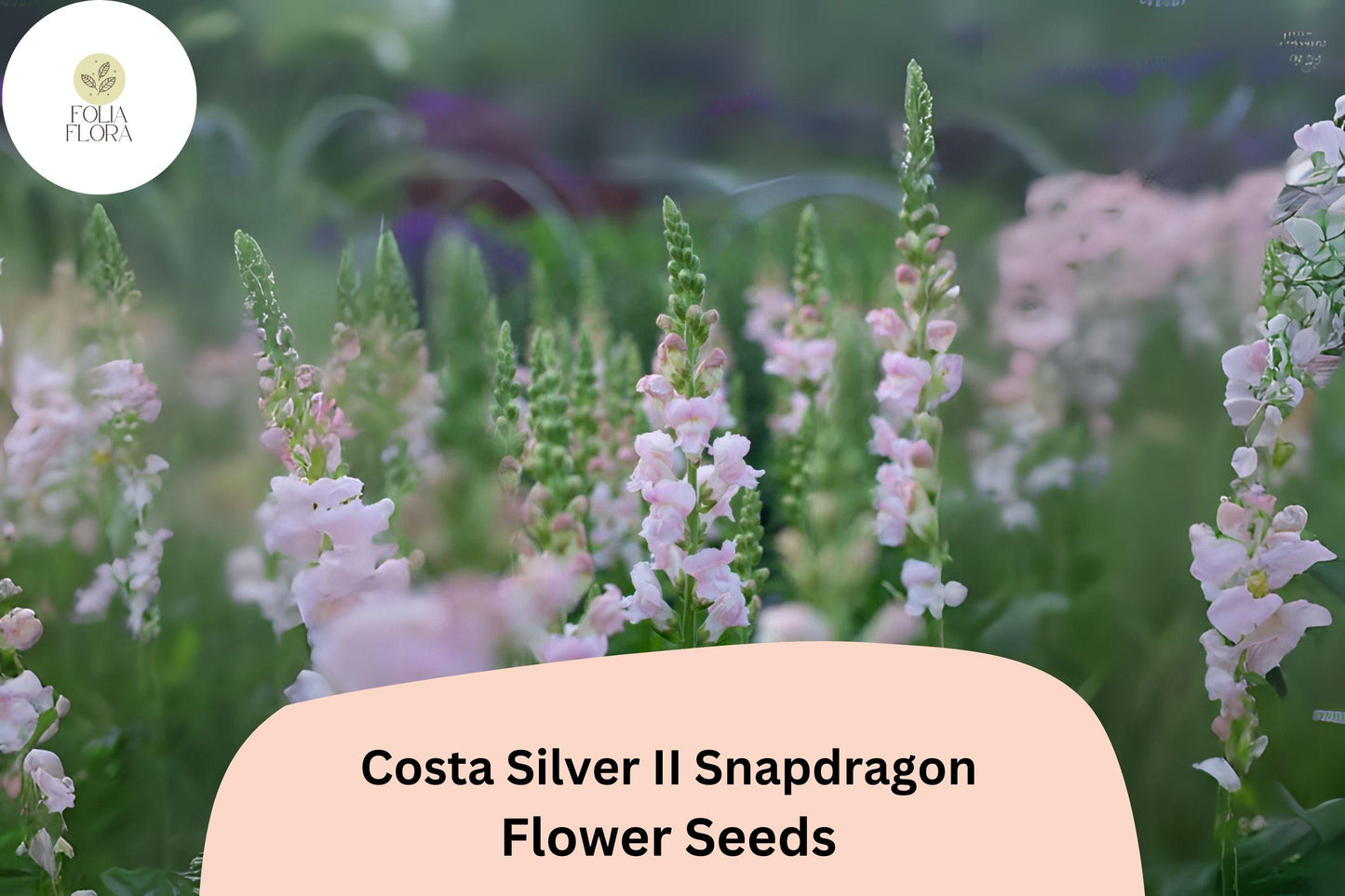 Costa Silver II Snapdragon Seeds (Antirrhinum majus) | 1000+ Seeds | Soft Silvery-Lavender Blooms for Garden & Cut Flowers