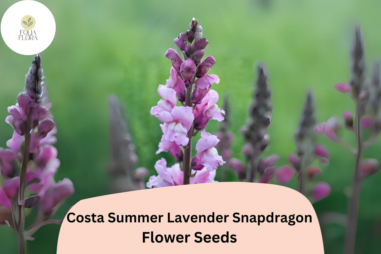 Costa Summer Lavender III Snapdragon Seeds (Antirrhinum majus) | 1000+ Seeds | Soft Lavender Blooms for Garden & Cut Flowers
