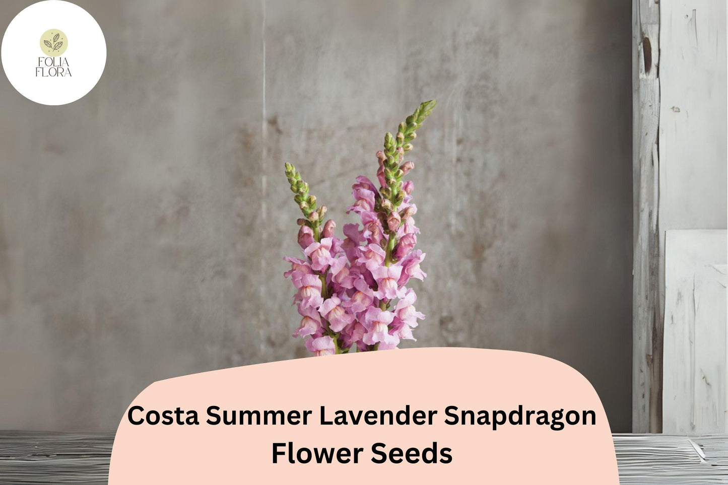 Costa Summer Lavender III Snapdragon Seeds (Antirrhinum majus) | 1000+ Seeds | Soft Lavender Blooms for Garden & Cut Flowers