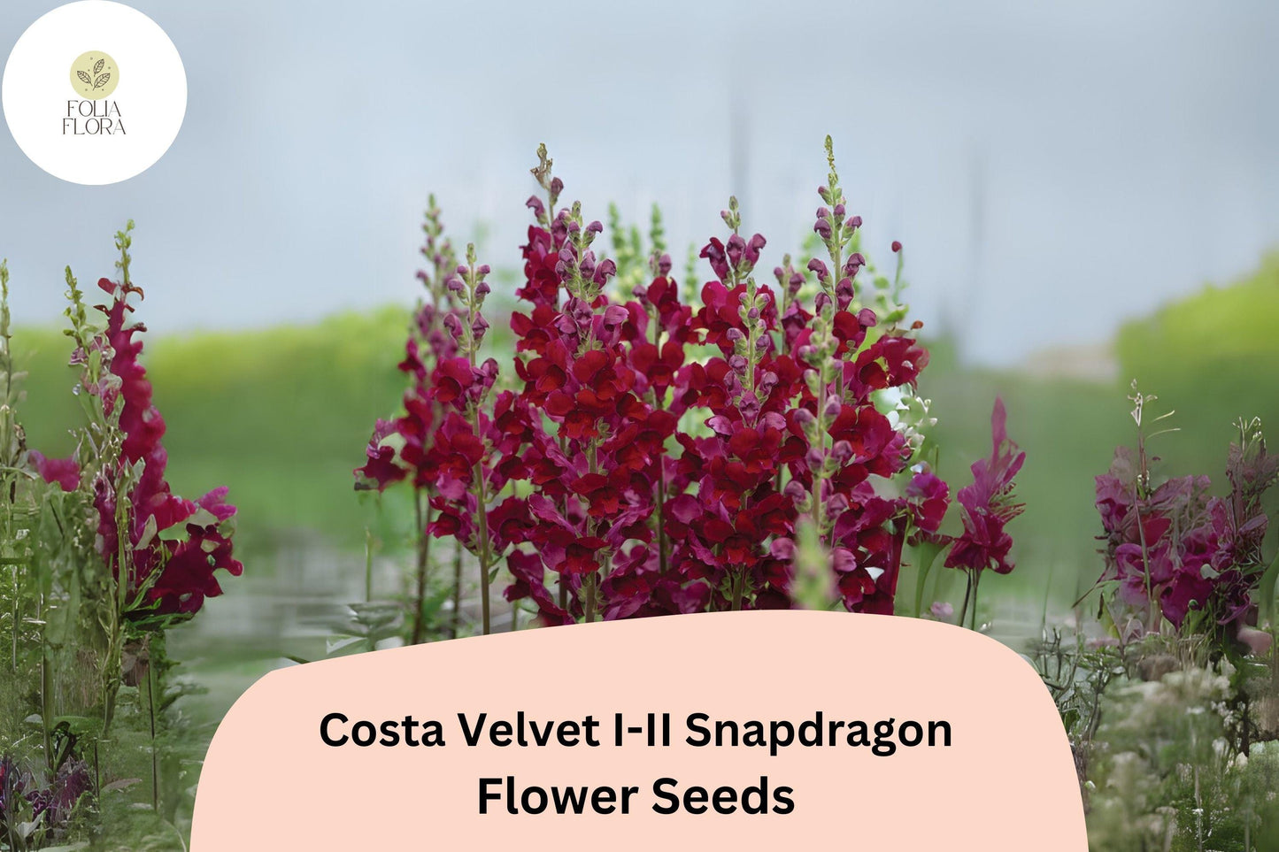 Costa Velvet I–II Snapdragon Seeds (Antirrhinum majus) | 1000+ Seeds | Deep Velvet Red Blooms for Garden & Cut Flowers