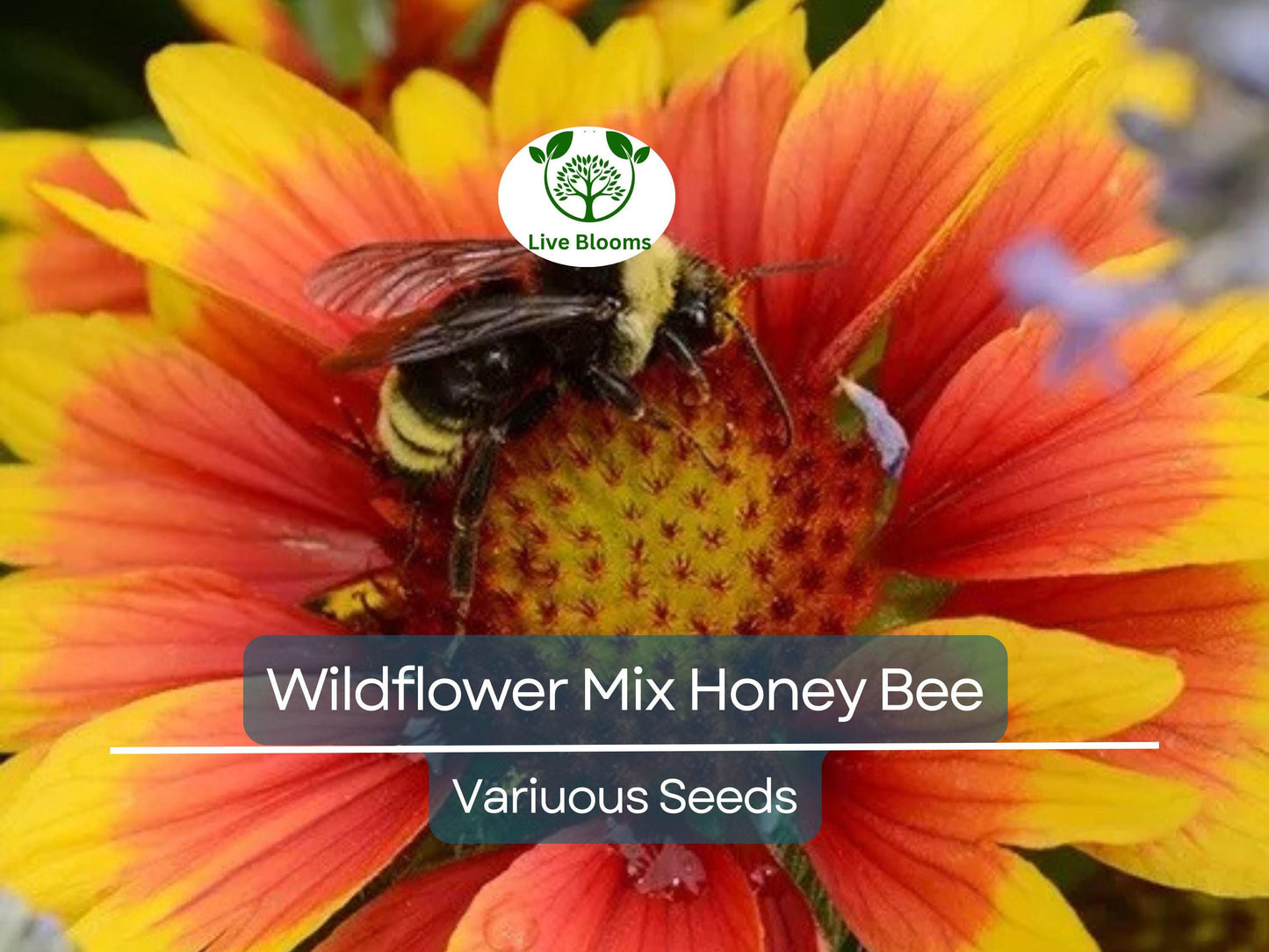 500 Seeds Wildflower Mix Honey Bee Heirloom Flowers Pollinators Non-GMO, Bee-Friendly, Easy to Grow, Garden Flowers, Perennial Blend