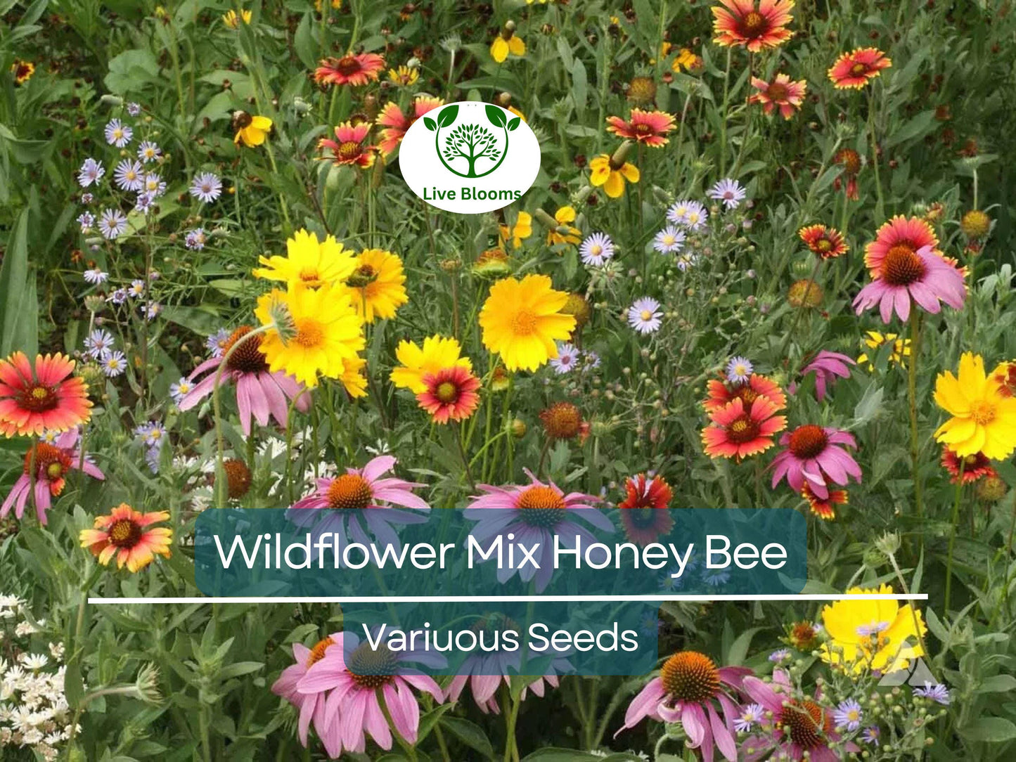 500 Seeds Wildflower Mix Honey Bee Heirloom Flowers Pollinators Non-GMO, Bee-Friendly, Easy to Grow, Garden Flowers, Perennial Blend