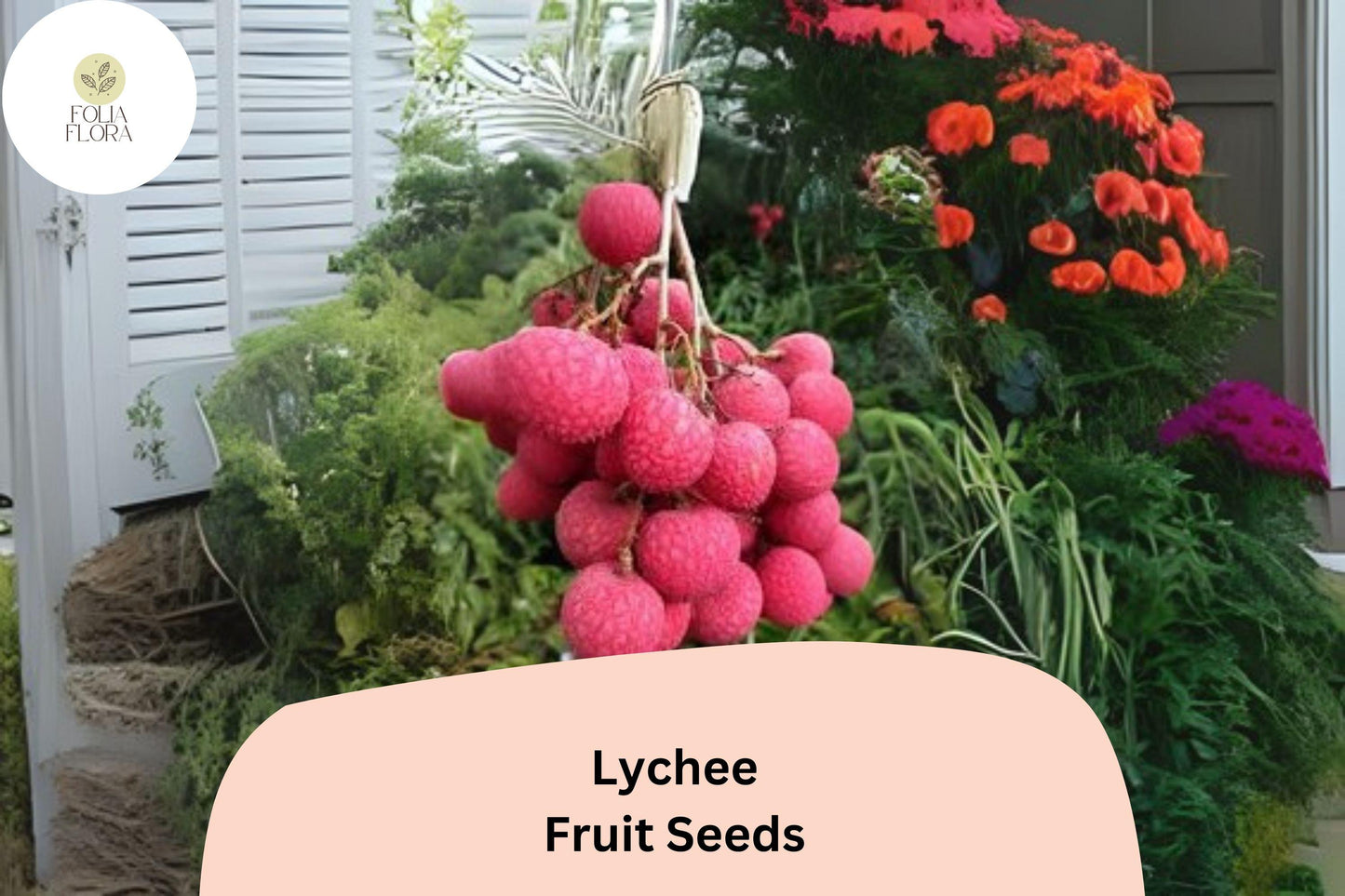 10pcs Lychee Seeds – Tropical Fruit Tree – Heirloom & Non-GMO