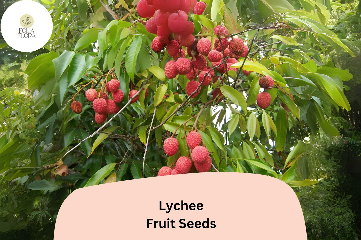 10pcs Lychee Seeds – Tropical Fruit Tree – Heirloom & Non-GMO